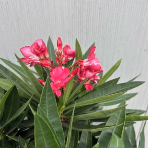 Oleander struik 50 cm, kleur rood