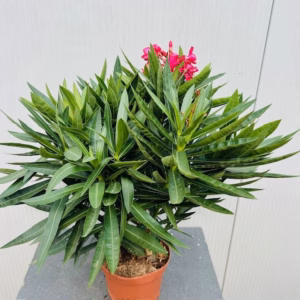Oleander struik 50 cm, kleur rood