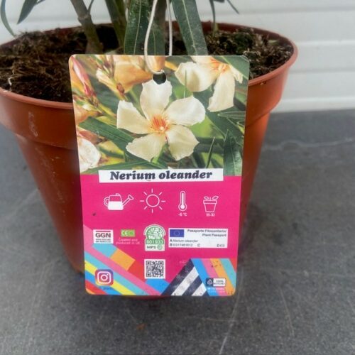 Oleander struik 50 cm, kleur Crème Oranje