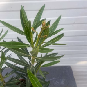 Oleander struik 50 cm, kleur Crème Oranje
