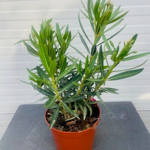 Oleander struik 50 cm, kleur Crème Oranje