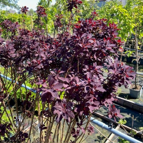 Cotinus coggygria 'Royal purple' (Pruikenboom)