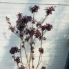 Cotinus coggygria 'Royal purple' (Pruikenboom)