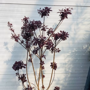 Cotinus coggygria 'Royal purple' (Pruikenboom)