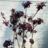 Cotinus coggygria 'Royal purple' (Pruikenboom)