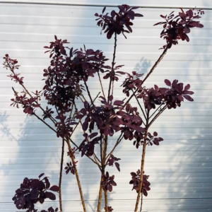 Cotinus coggygria 'Royal purple' (Pruikenboom)