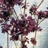 Cotinus coggygria 'Royal purple' (Pruikenboom)