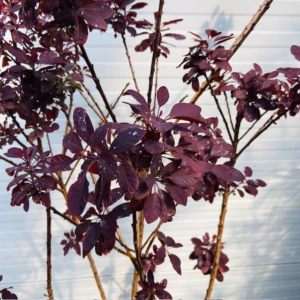 Cotinus coggygria 'Royal purple' (Pruikenboom)