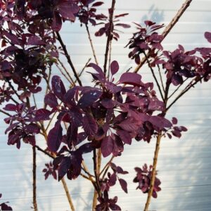 Cotinus coggygria 'Royal purple' (Pruikenboom)