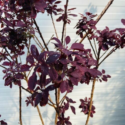 Cotinus coggygria 'Royal purple' (Pruikenboom)