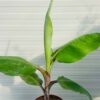 Dwergbanaan of Musa acuminata 'Red Daca'