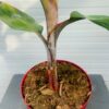 Dwergbanaan of Musa acuminata 'Red Daca'