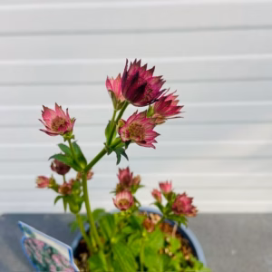 Astrantia 'Roma' (Zeeuws knoopje)
