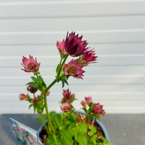 Astrantia 'Roma' (Zeeuws knoopje)