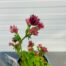 Astrantia 'Roma' (Zeeuws knoopje)