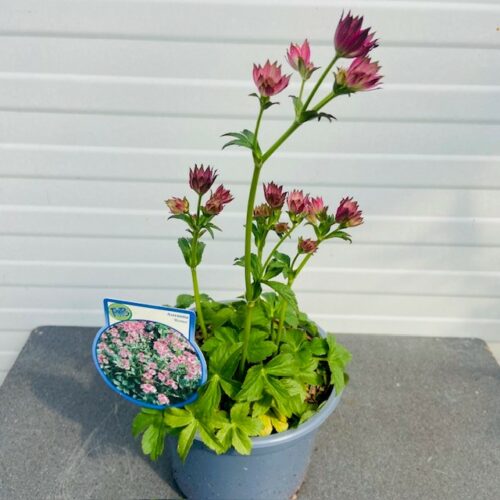 Astrantia 'Roma' (Zeeuws knoopje)