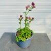Astrantia 'Roma' (Zeeuws knoopje)