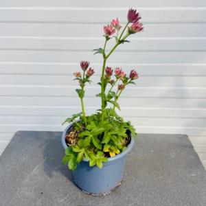 Astrantia 'Roma' (Zeeuws knoopje)