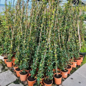 Trachelospermum jasminoides (Toscaanse Jasmijn) wit 170 cm