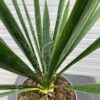 Yucca filamentosa (Palmlelie)