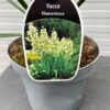 Yucca filamentosa (Palmlelie)