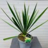 Yucca filamentosa (Palmlelie)