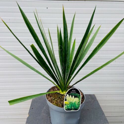 Yucca filamentosa (Palmlelie)