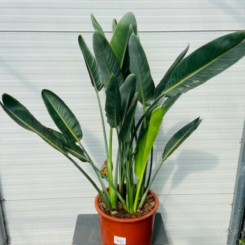 Strelitzia reginae (Paradijsvogelplant) 120 cm