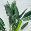Strelitzia reginae (Paradijsvogelplant) 120 cm