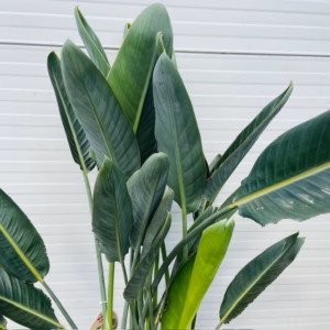 Strelitzia reginae (Paradijsvogelplant) 120 cm
