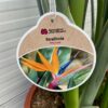 Strelitzia reginae (Paradijsvogelplant) 120 cm