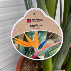 Strelitzia reginae (Paradijsvogelplant) 120 cm