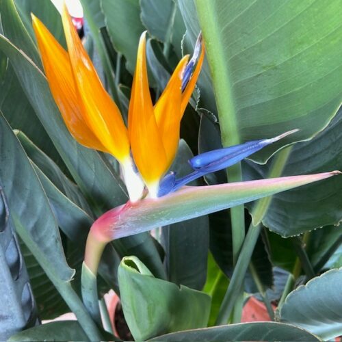 Strelitzia reginae (Paradijsvogelplant) 120 cm