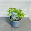 Astrantia Florence (Zeeuws knoopje)