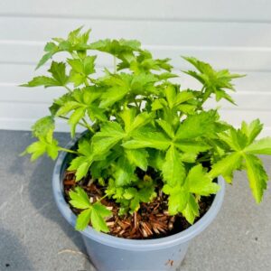 Astrantia Florence (Zeeuws knoopje)
