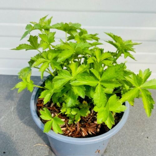 Astrantia Florence (Zeeuws knoopje)