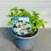 Astrantia Florence (Zeeuws knoopje)