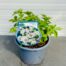 Astrantia Florence (Zeeuws knoopje)