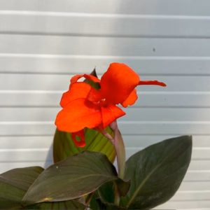 Canna Atlantic beauty