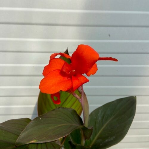 Canna Atlantic beauty