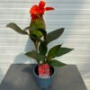 Canna Atlantic beauty