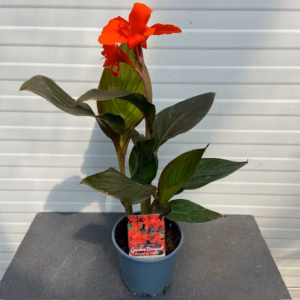 Canna Atlantic beauty