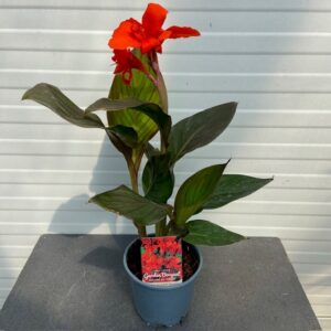 Canna Atlantic beauty