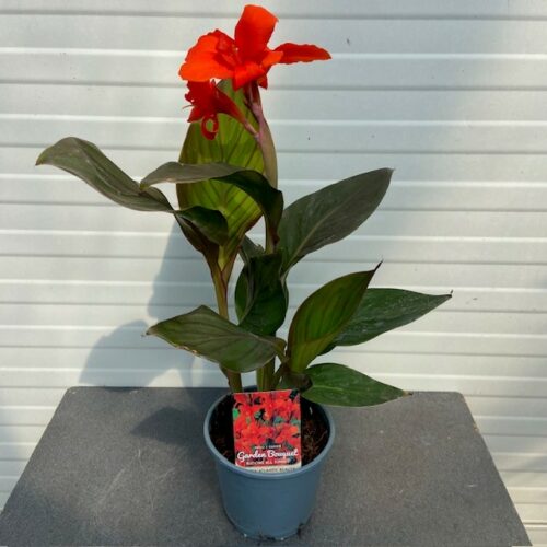 Canna Atlantic beauty