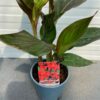 Canna Atlantic beauty