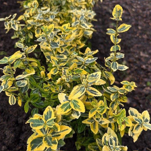 Euonymus Emerald N Gold (Kardinaals muts)