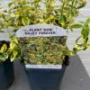 Euonymus Emerald N Gold (Kardinaals muts)