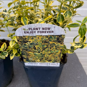 Euonymus Emerald N Gold (Kardinaals muts)