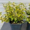 Euonymus Emerald N Gold (Kardinaals muts)