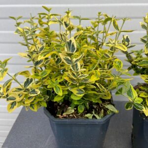 Euonymus Emerald N Gold (Kardinaals muts)